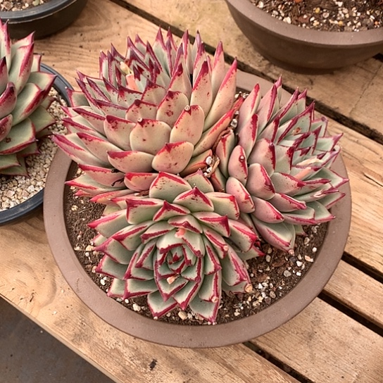 用****4每日特价活动开始啦