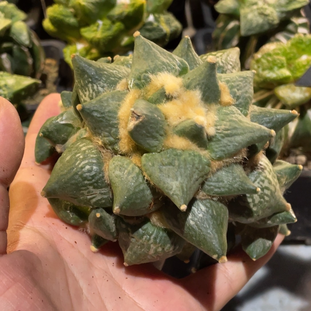 无花朵岩怒 带木心 仙人球