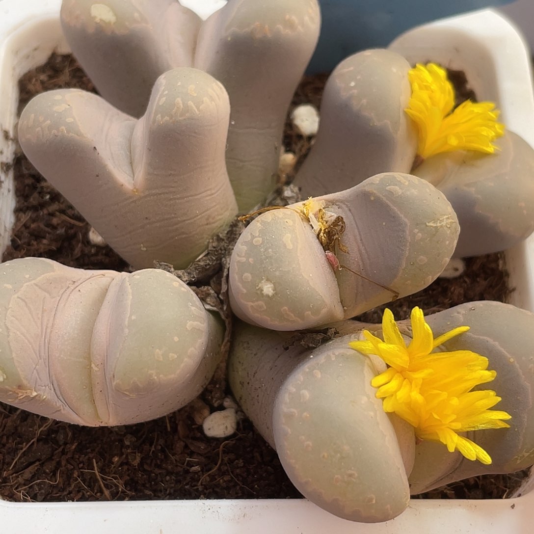 生石花一盒183000