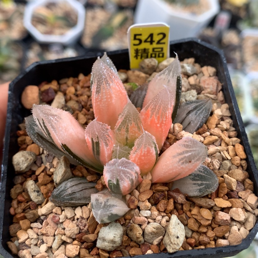 【闪购商品】542糊斑白帝城