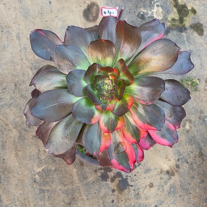 长腿巫毒七彩104多肉植物