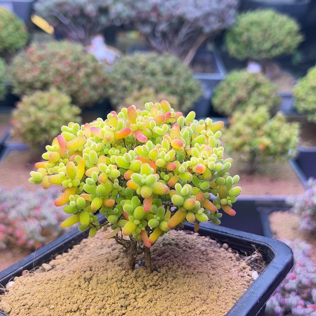 638蜜橘糖球枝干番杏