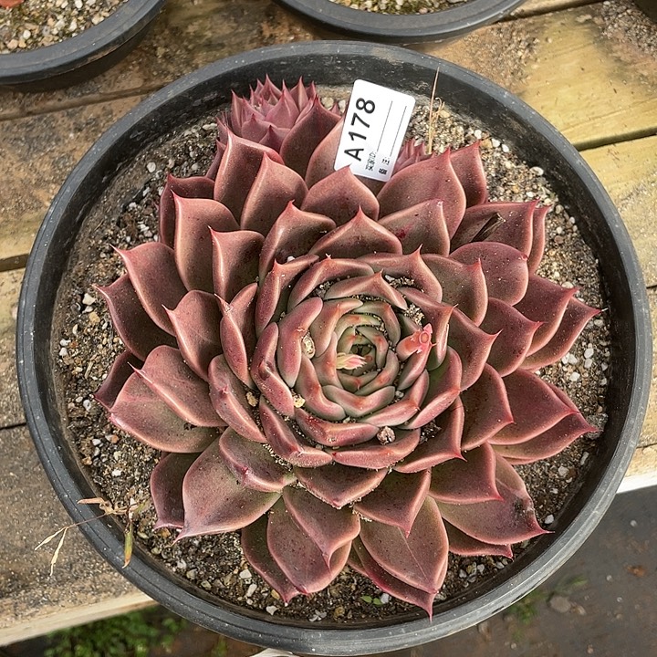 若如东云单拍A178