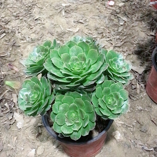 ぺ****万圣节法师多肉植物30