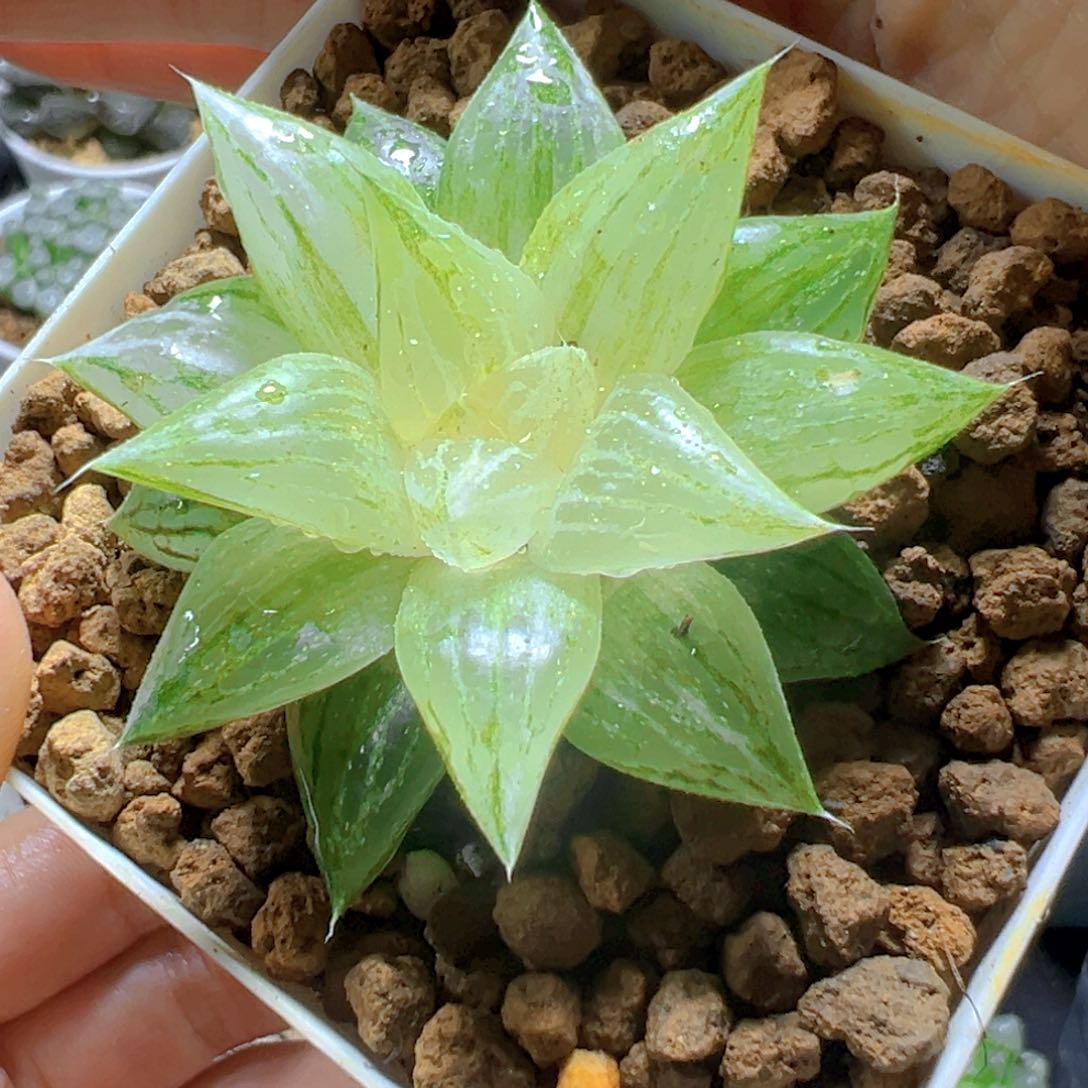 元祖白砂糖锦多肉