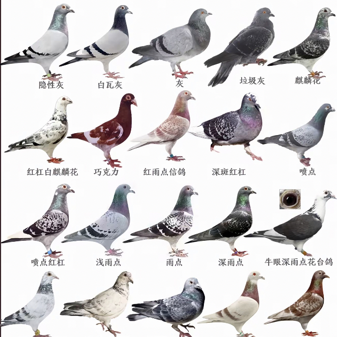 专属定制教你挑选鸽子