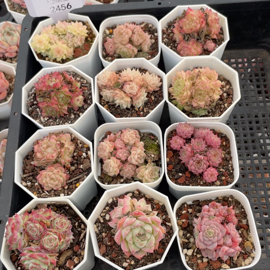 不包整散 盆子不售后2456