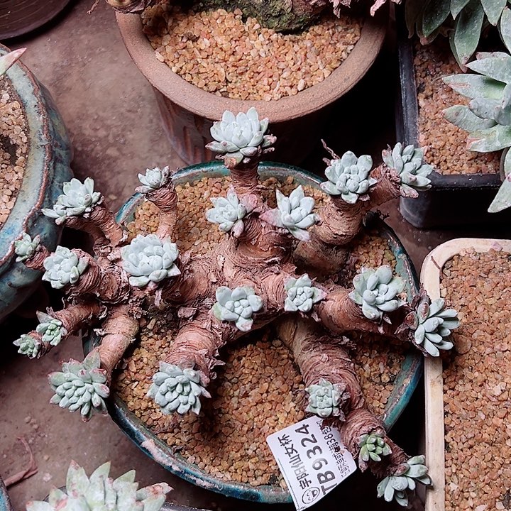 多***头9324仙女杯多肉的人