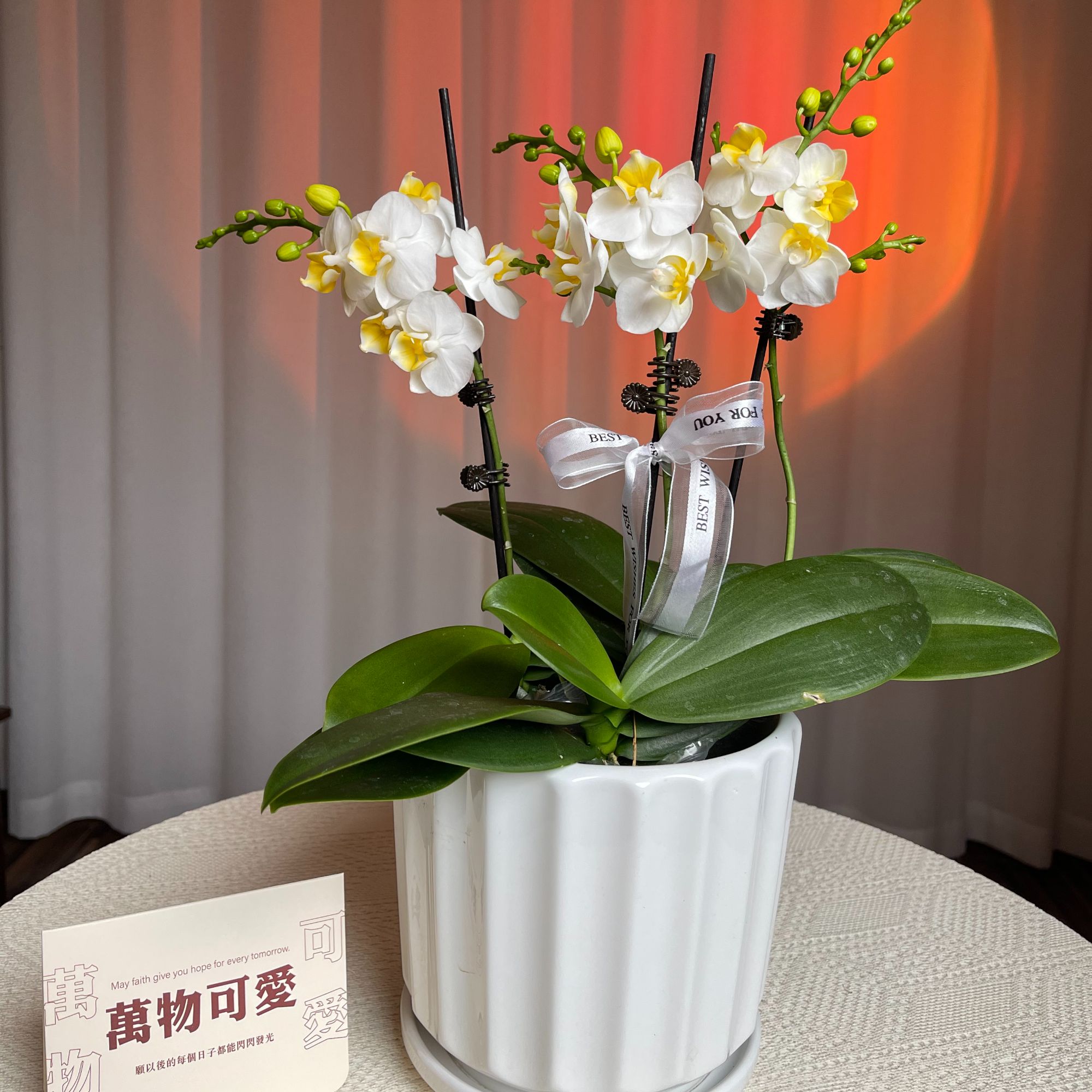 蝴蝶兰【水仙】S级好养活开花发货