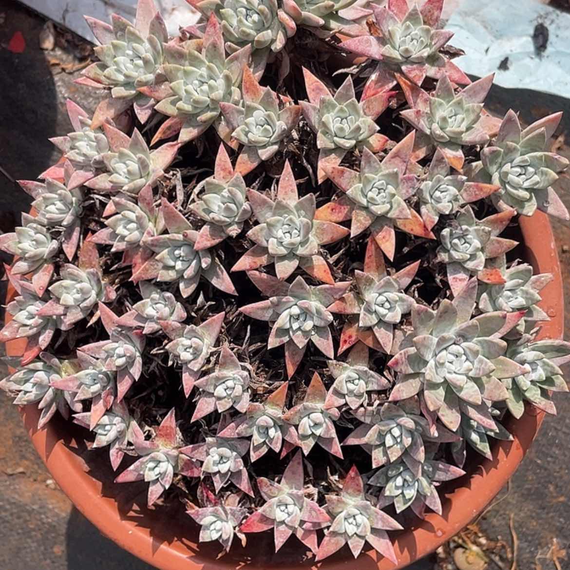 【闪购商品】韩版白姆