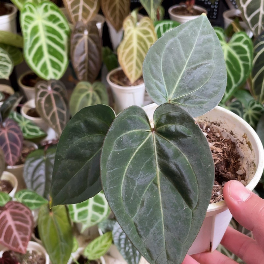 完全开放papi杂kos