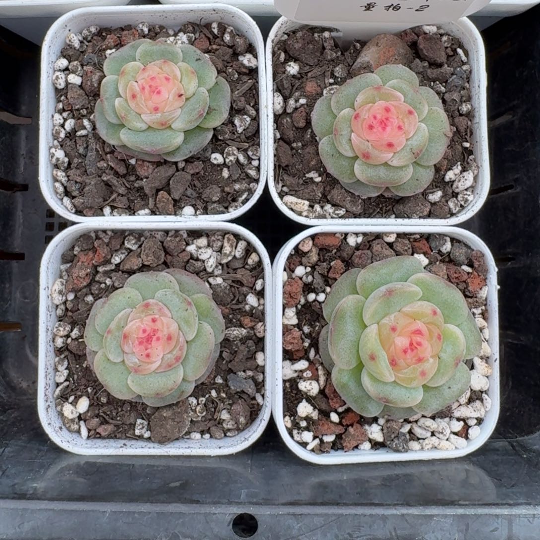 1121-02-汉白玉一颗量拍