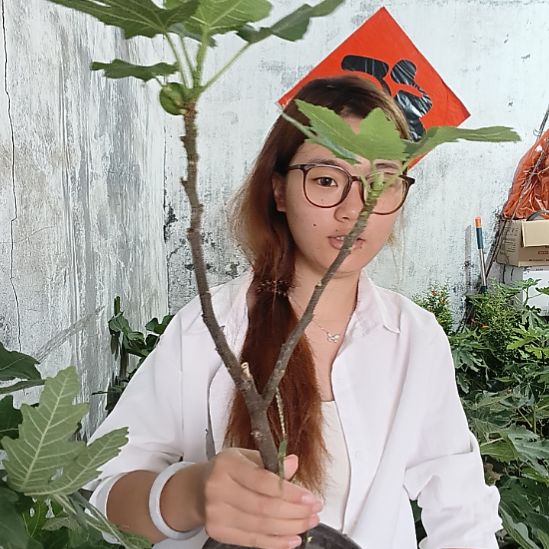 中华紫果一物一拍
