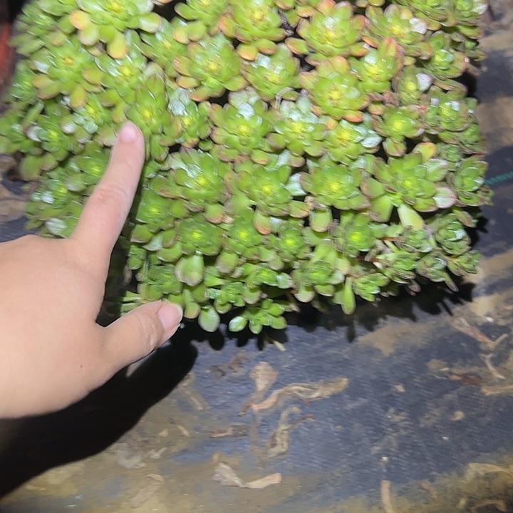 法师链接一物一拍68