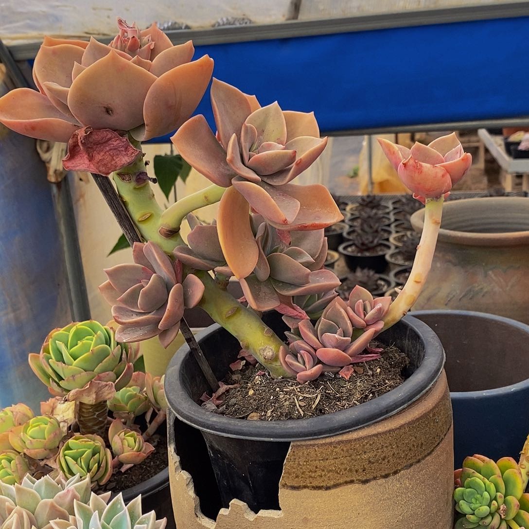 逆*48包邮一物一拍多肉植物