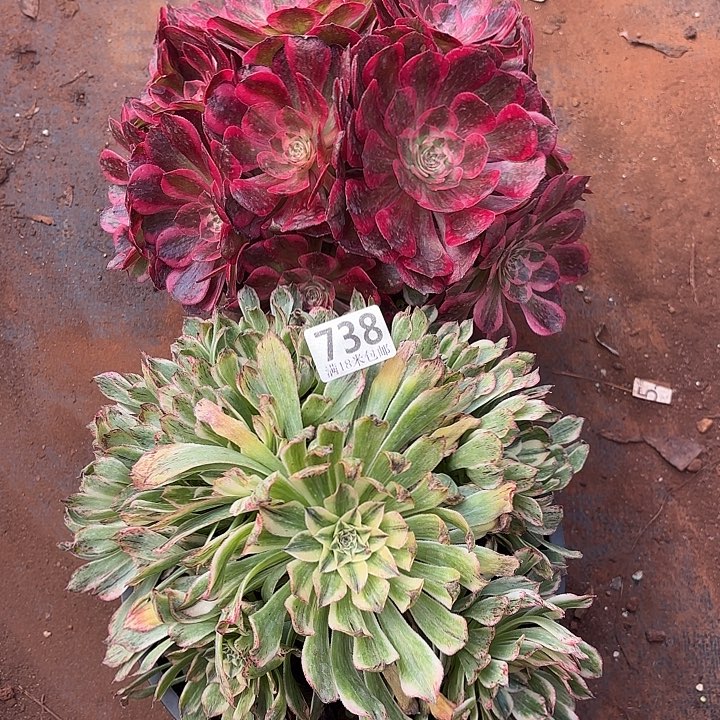 738赤子心，绿体天合组合诺米多肉法师锦不包售后