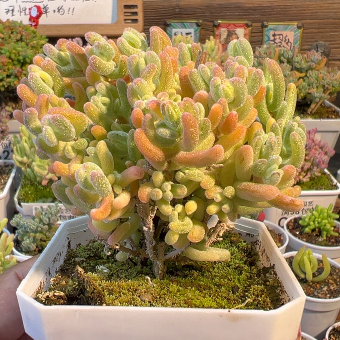 30-371枝干番杏橙叶白锦七方盆老桩2年