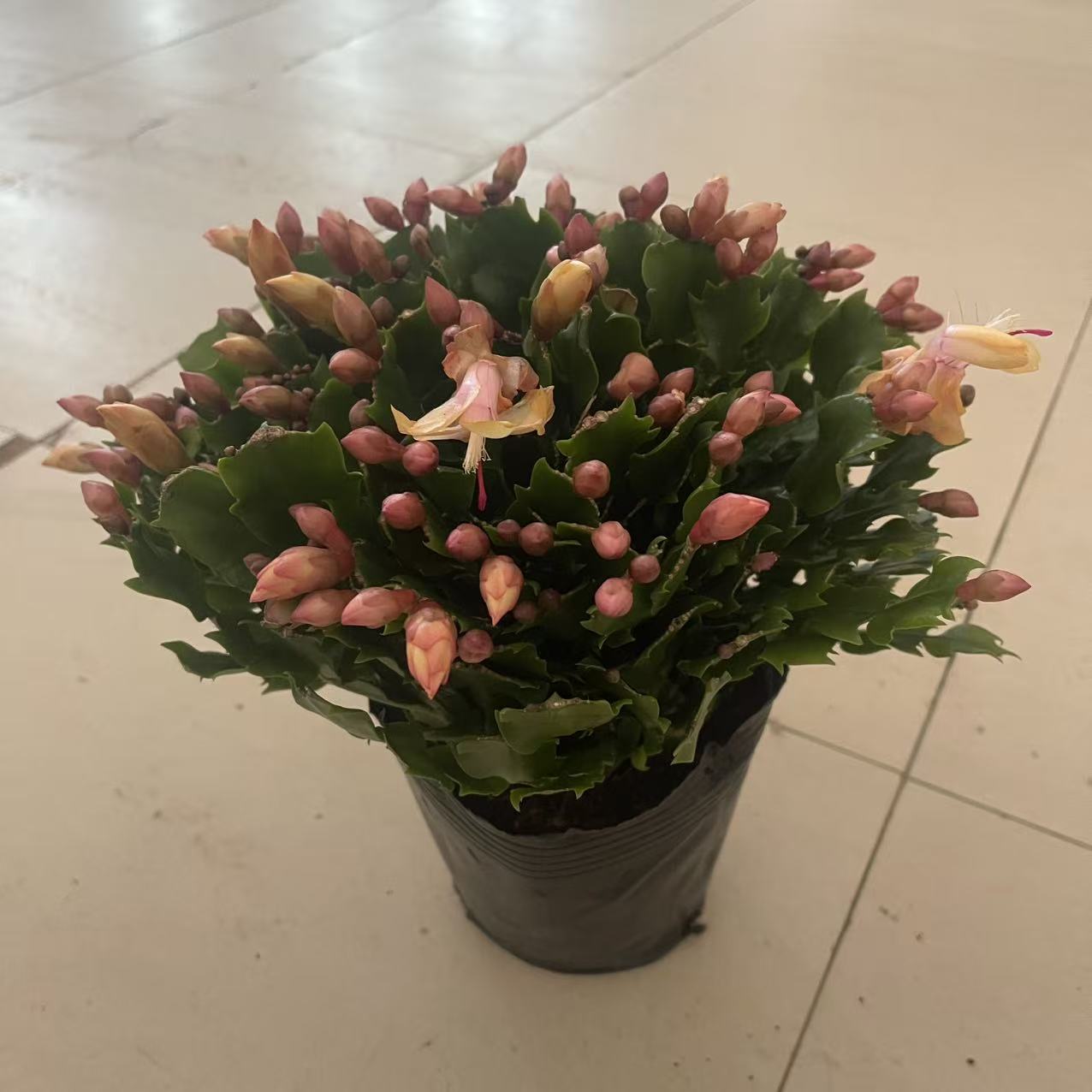 180黄金索菲亚蟹爪兰盆栽绿植