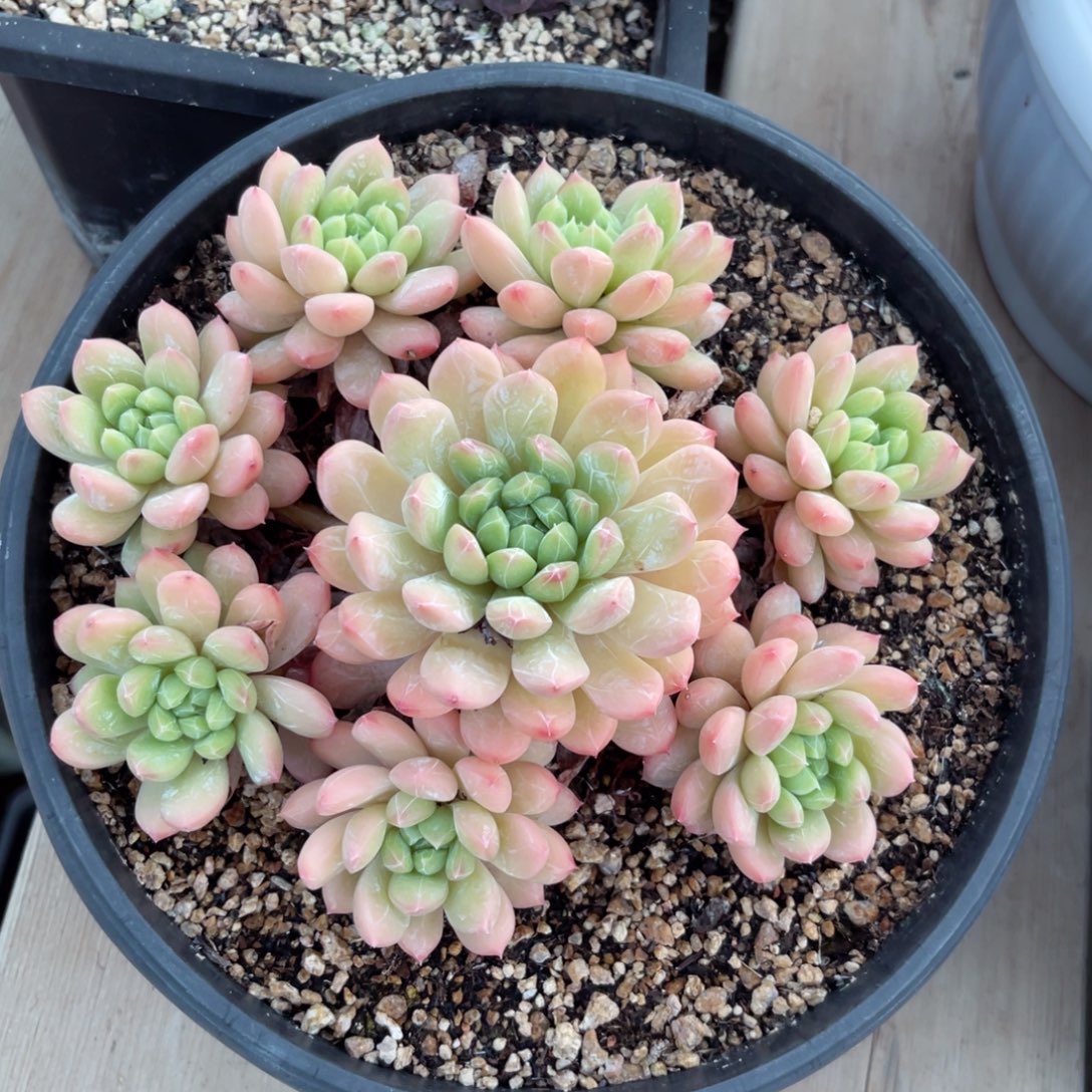 百搭翡翠一物一拍