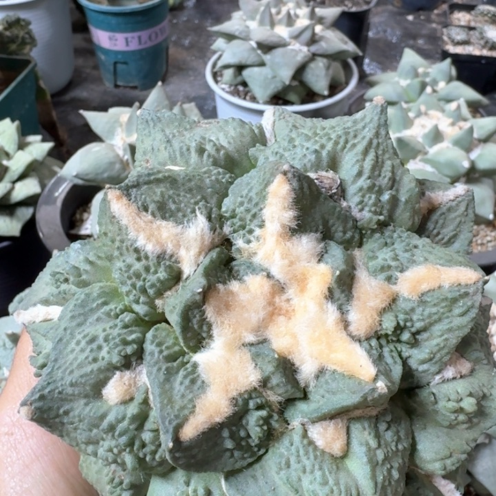 刚出根大龙牙怒涛牡丹13公分