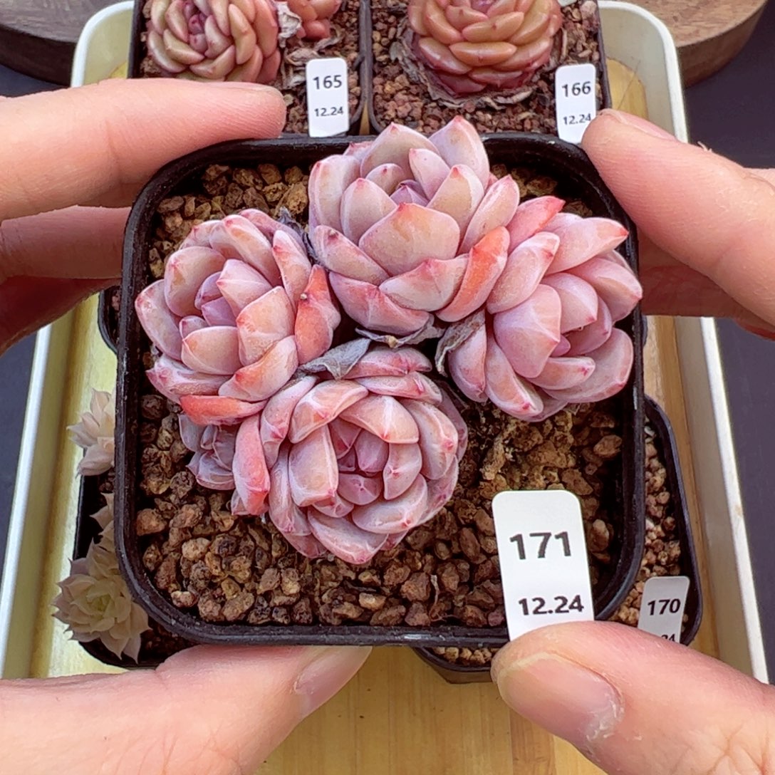 好好看171、哈哈哈哈哈