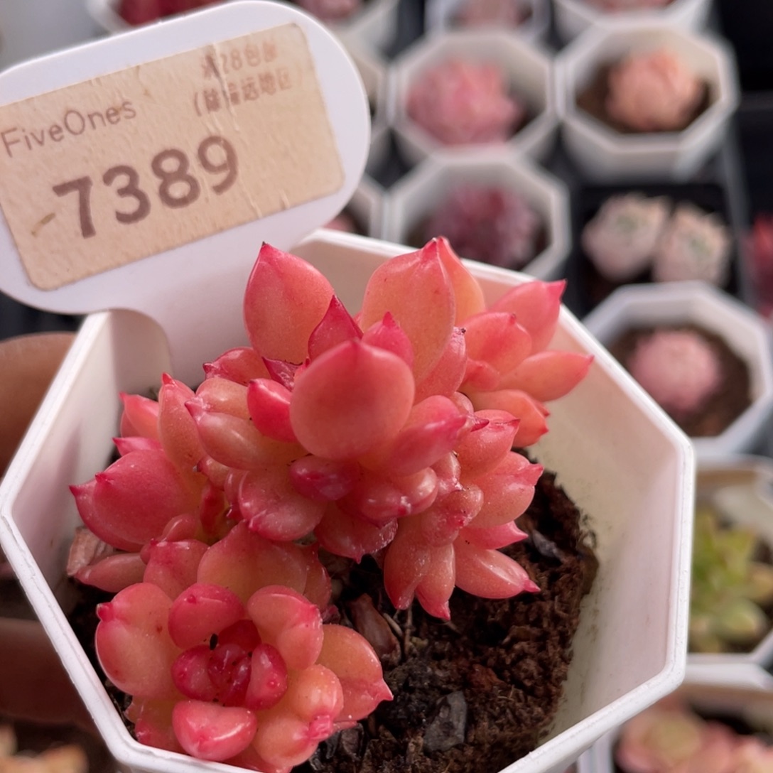 苹果花7389-6.0厘米