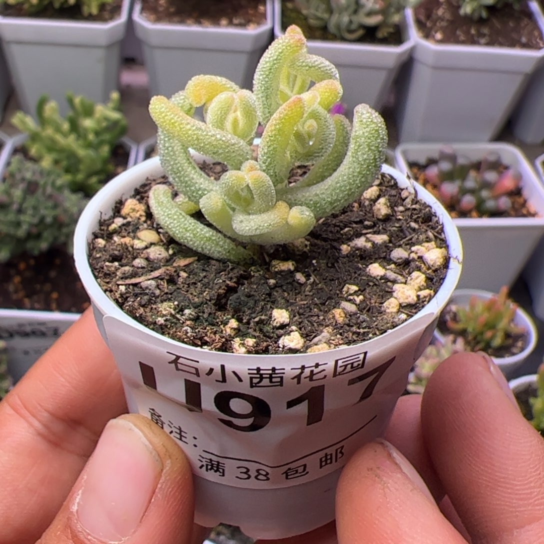 多肉植物枝干超白