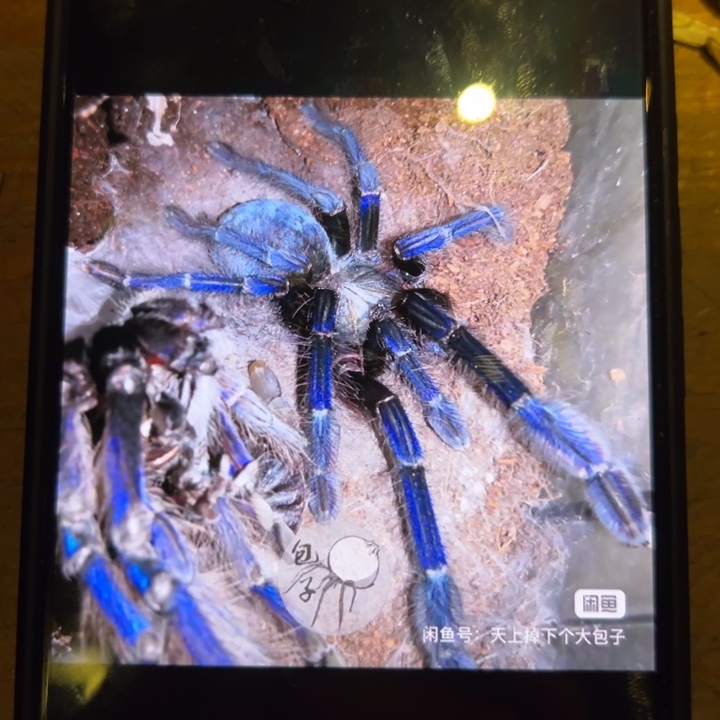 跳蛛新加坡蓝4-5cm小母