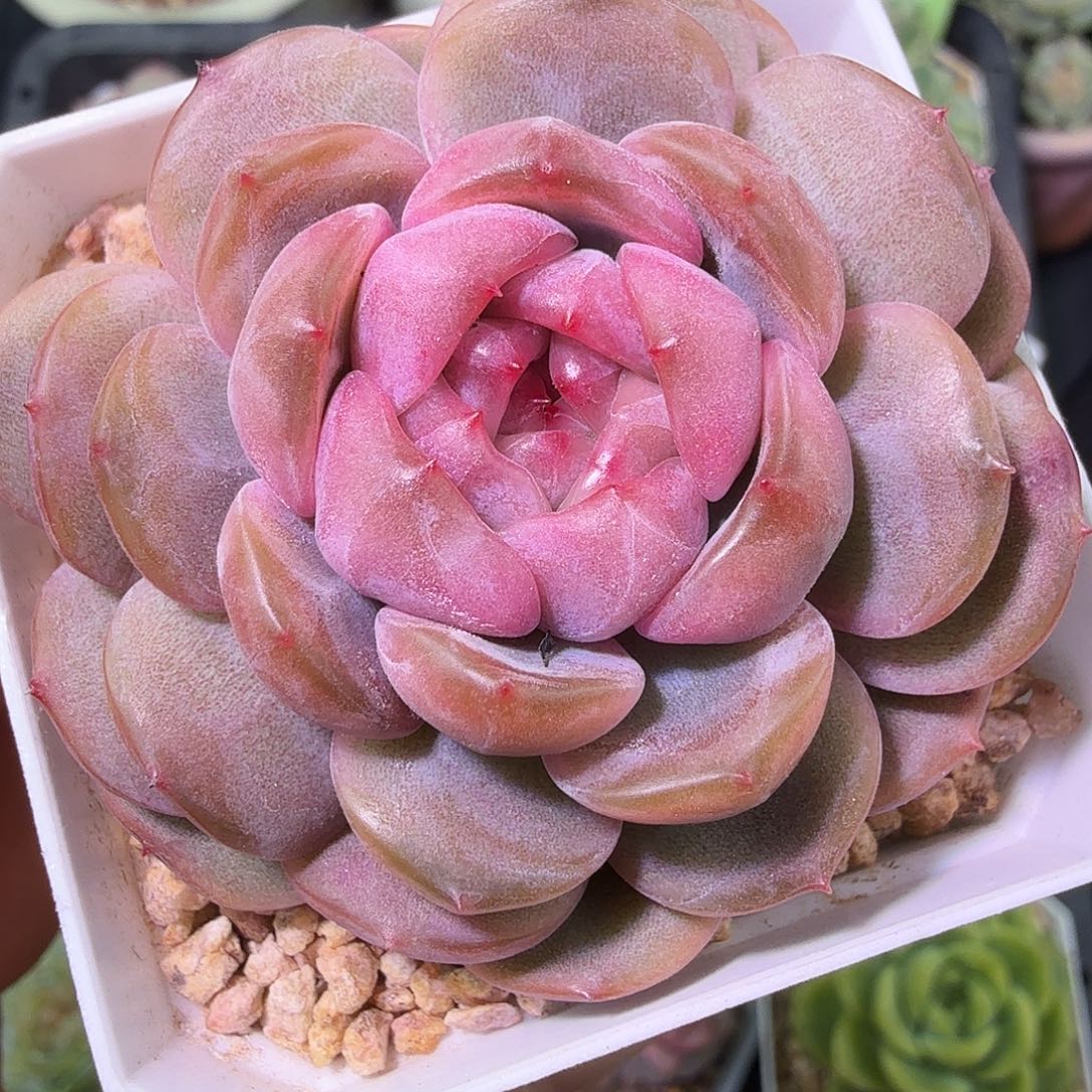 红色恋人多肉植物单头