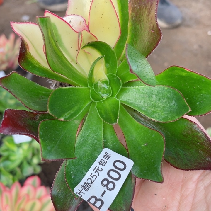 800魅影七彩多肉12345678