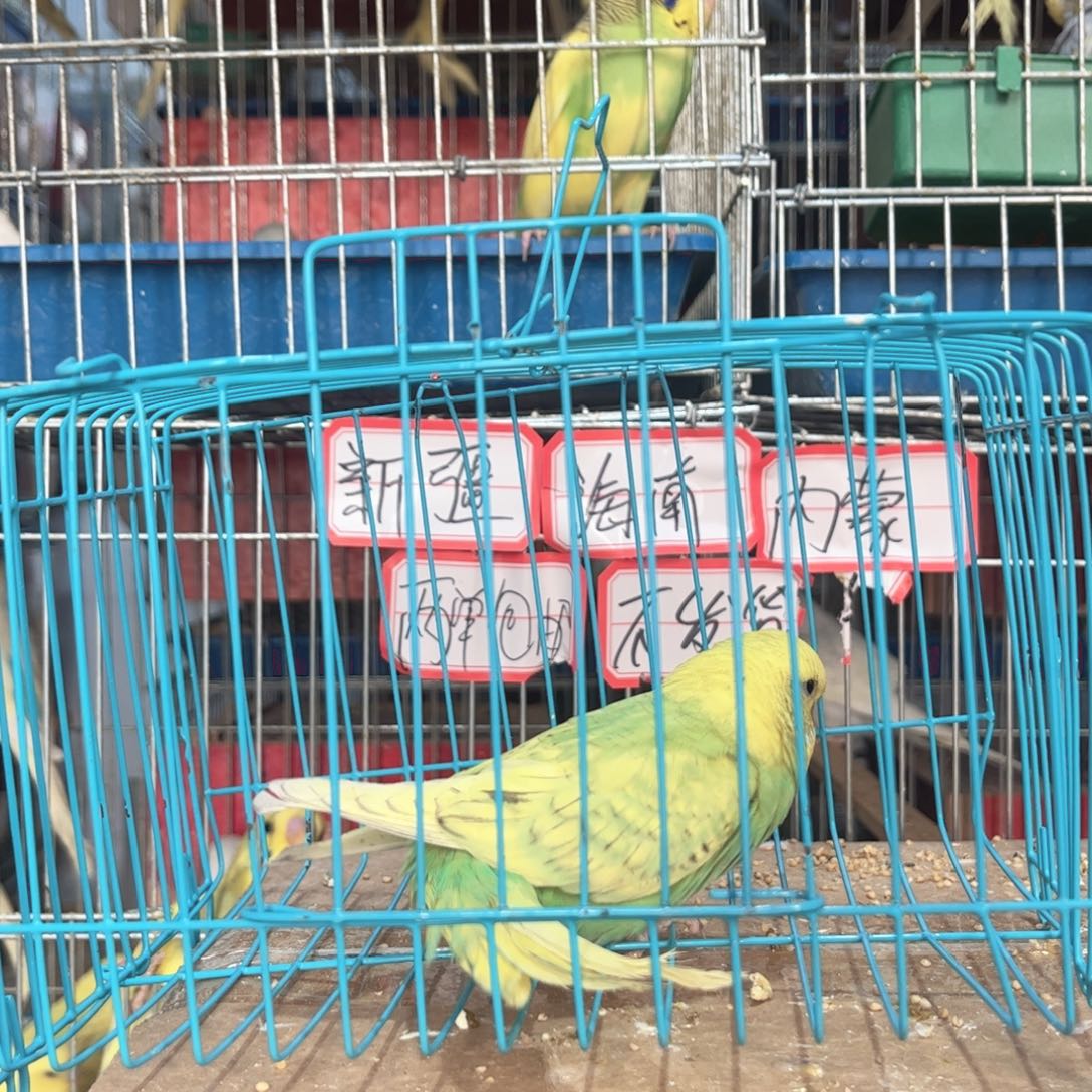 虎皮鹦鹉我的小姐姐