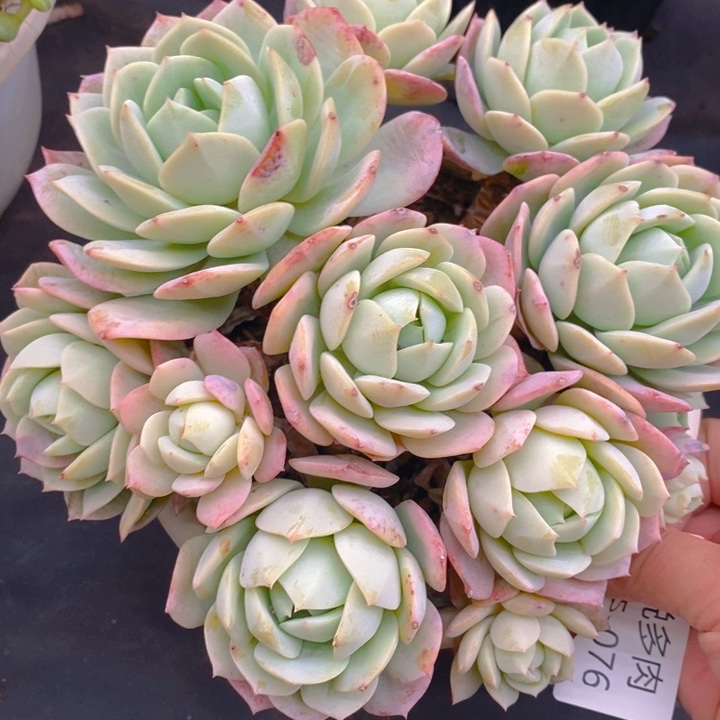 夏悦多肉 0225-76恋曲