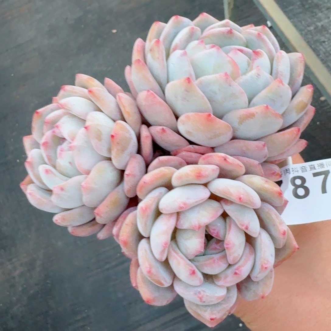 三头橙子         精品多肉