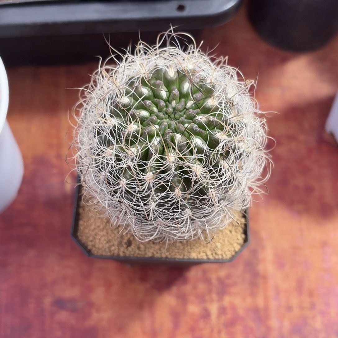 一***沙混乱玉仙人球2234