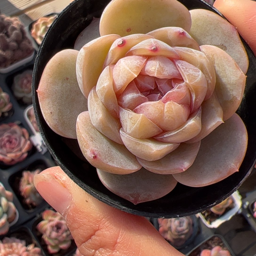 087满38包邮一物一拍