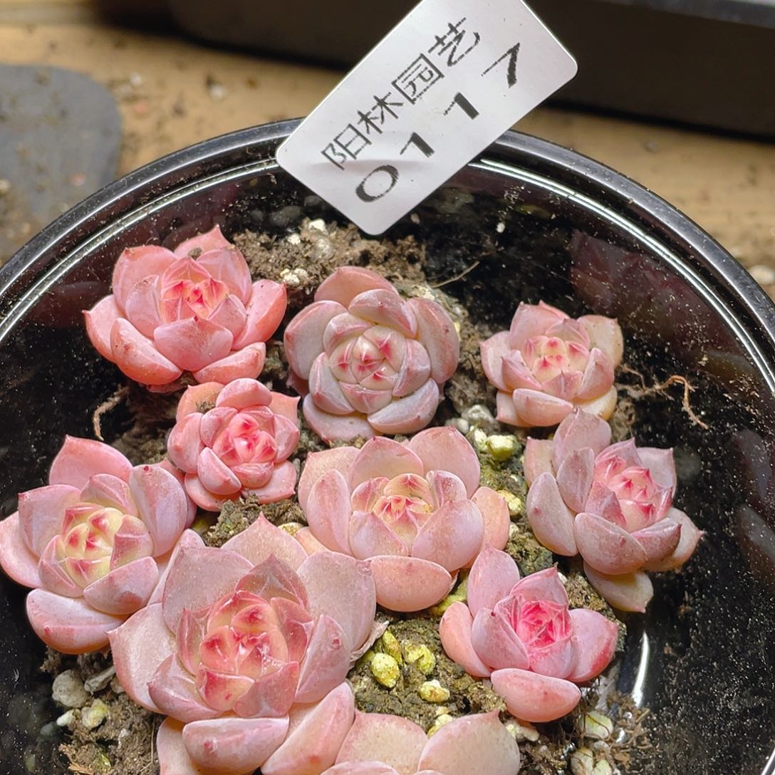 多肉植物多肉植物117