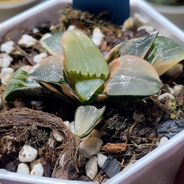 651浓白文克锦特选福利