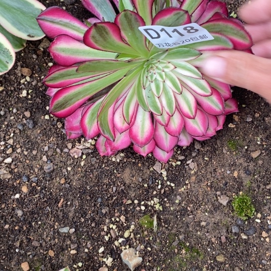 118铜壶白偏崽多肉植物