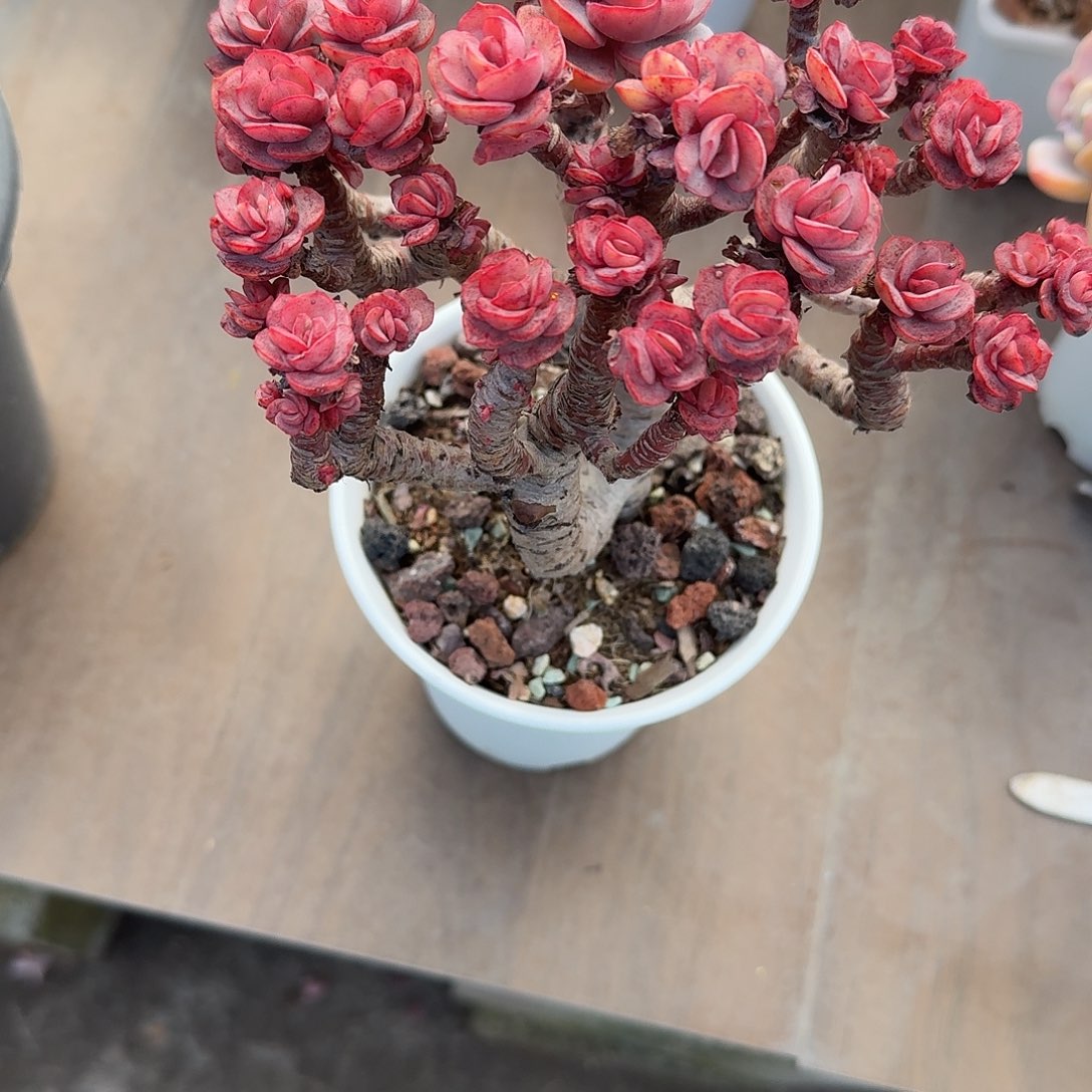 古***城小叶秀妍多肉植物一颗