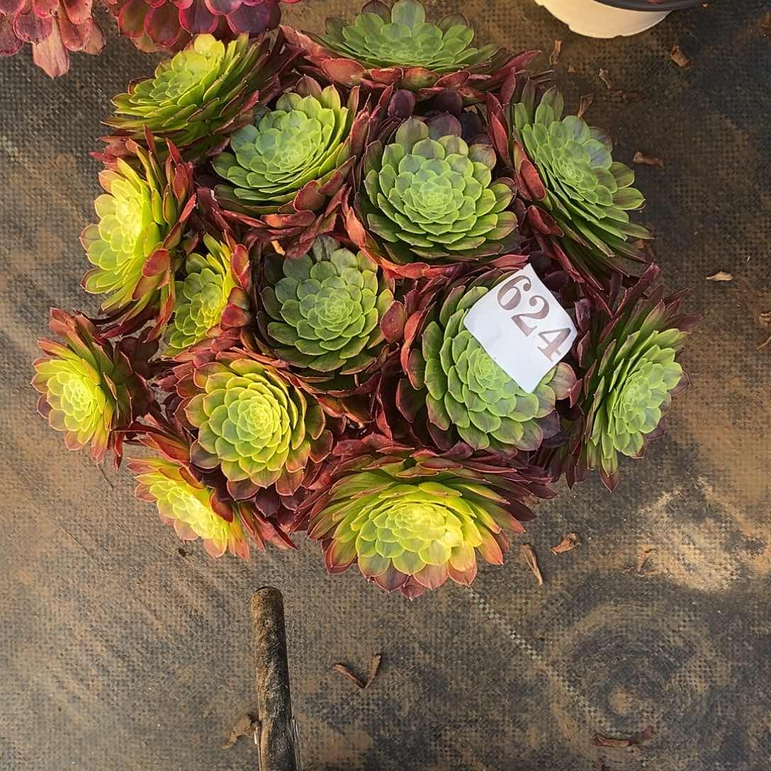 嘉年华624多肉法师植物