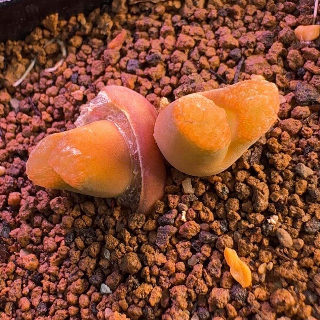 云缦精品番杏19.34 小树莓