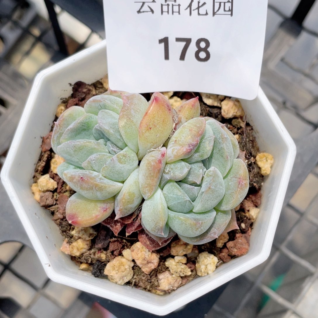178号糖心冰心珍妮