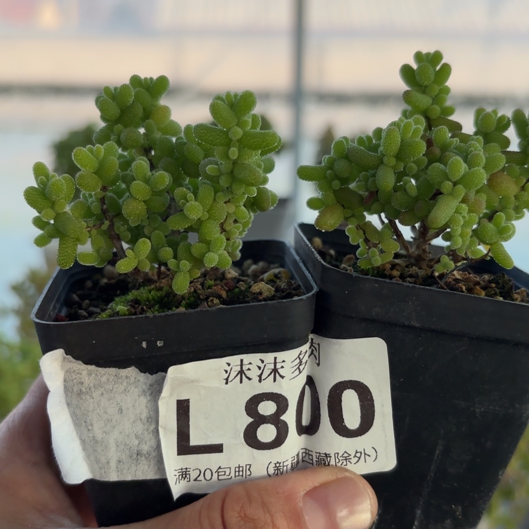 800金桔枝干番杏福利