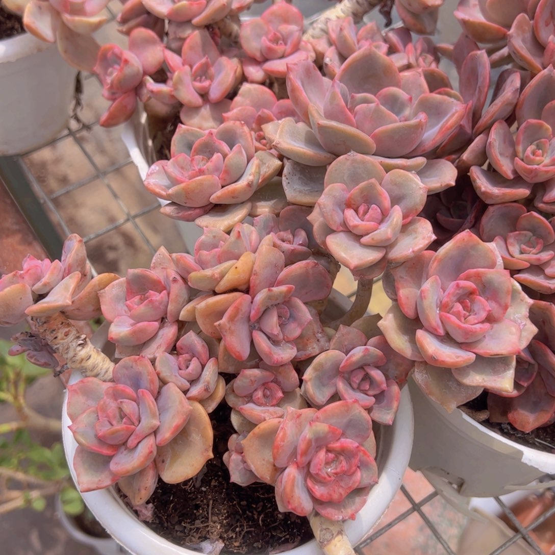 彩虹糖多头大盆群老桩精品