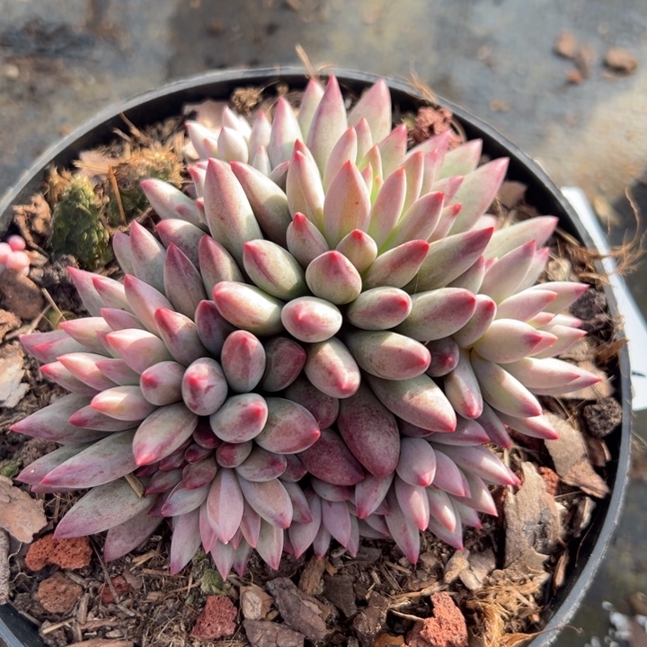 123595 虞美人群生无砍