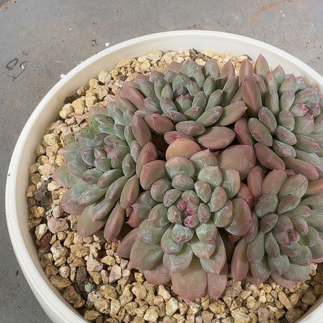 毛***官百达翡翠一颗加价拿下