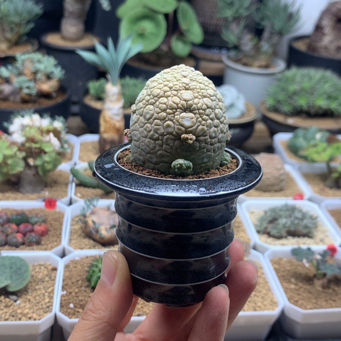 凝蹄玉母本实生脱土