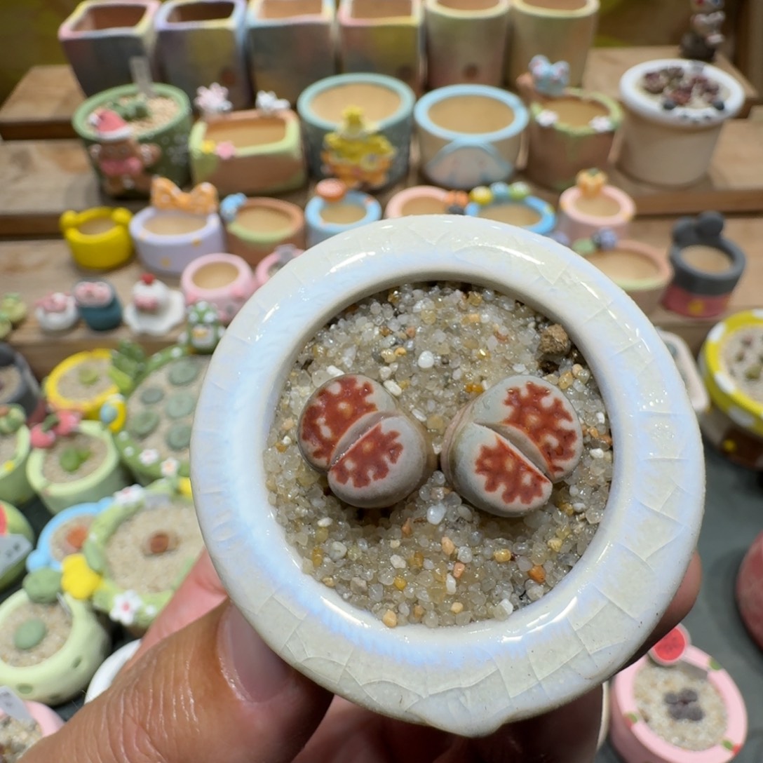 蘑菇1575粉红豹多肉植物