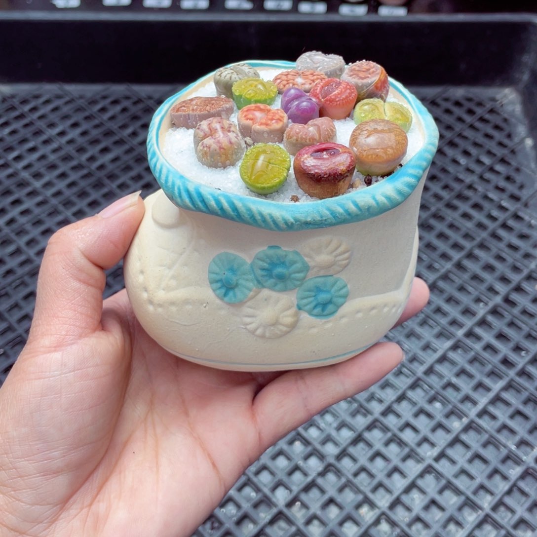 w6888 带盆土发货-零下地区拍保温箱