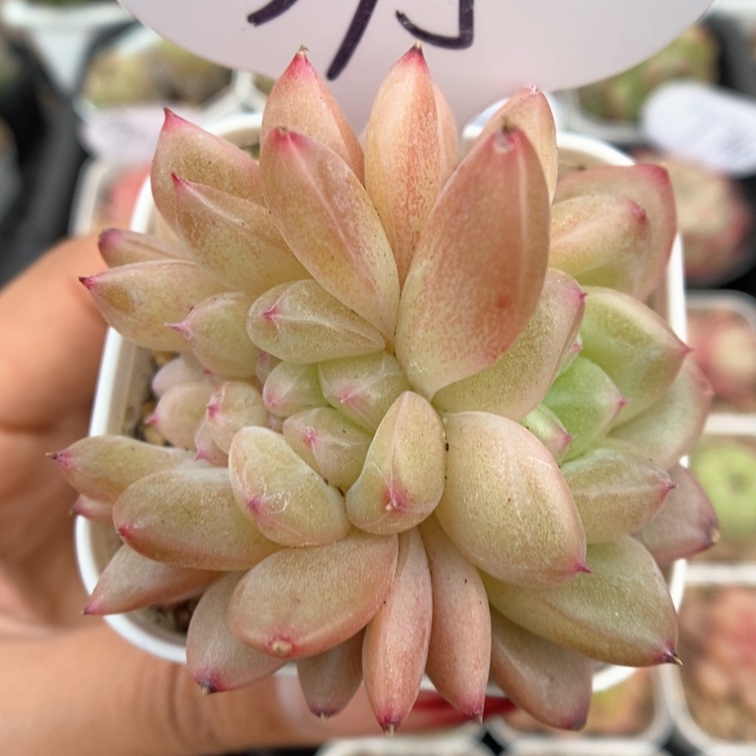 熊猫珍妮缀化可拍395号